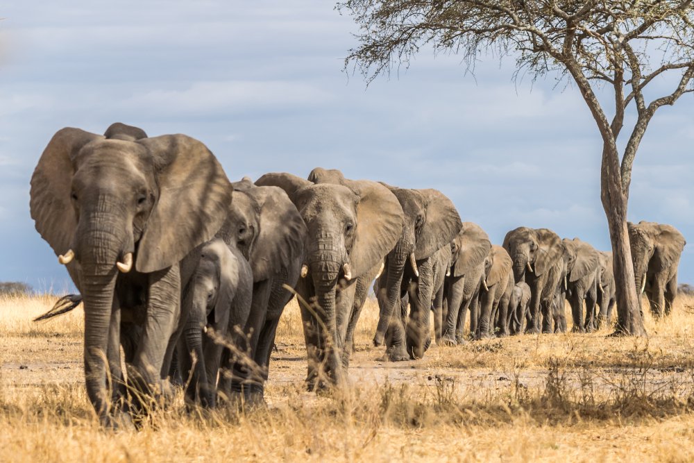 Manada de elefantes en la sabana. | Foto: Shutterstock