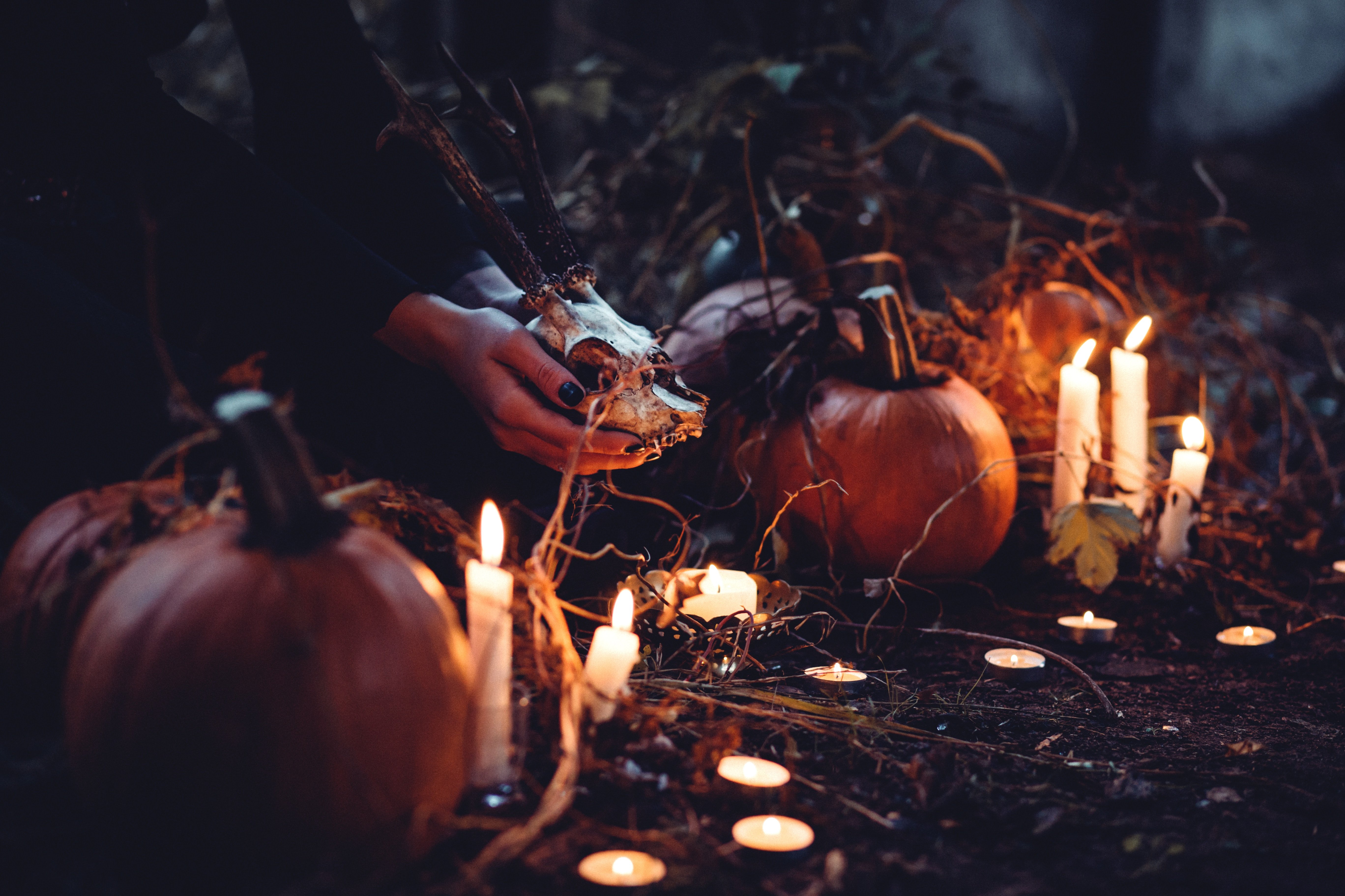 A spooky Halloween scene | Photo by freestocks.org on Unsplash