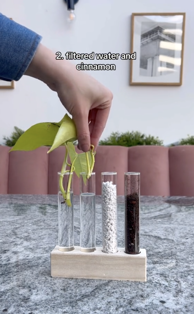 A neon pothos cutting with cinnamon applied on the stem, being placed in test tube with water in a clip uploaded on October 5, 2024 | Source: TikTok/thelittlelifelately