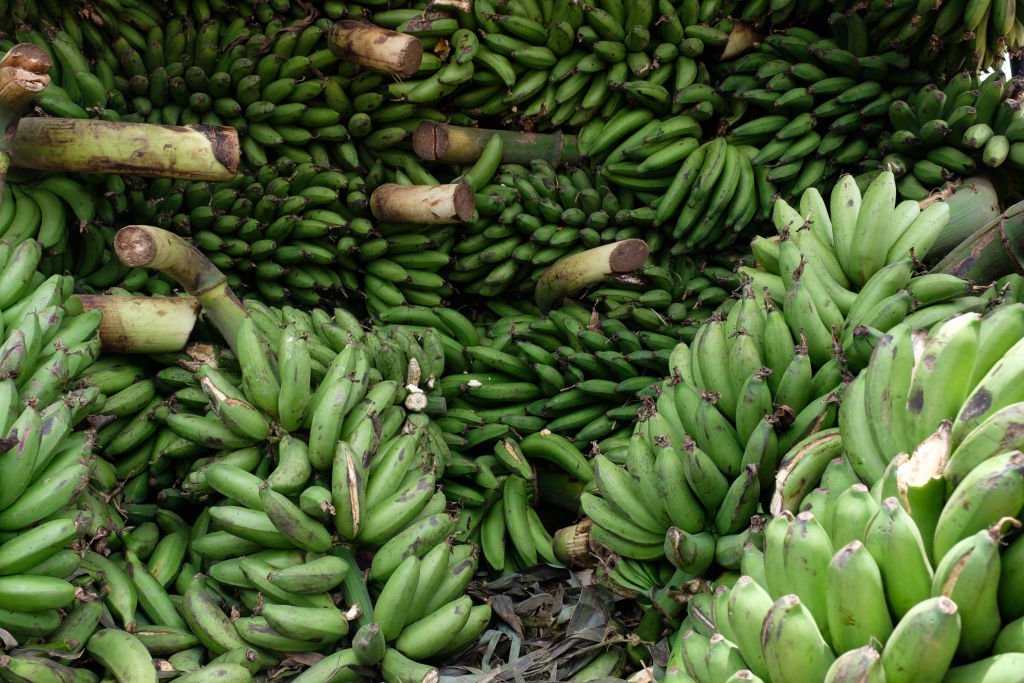  Des bananes non mûres | photo : Getty Images