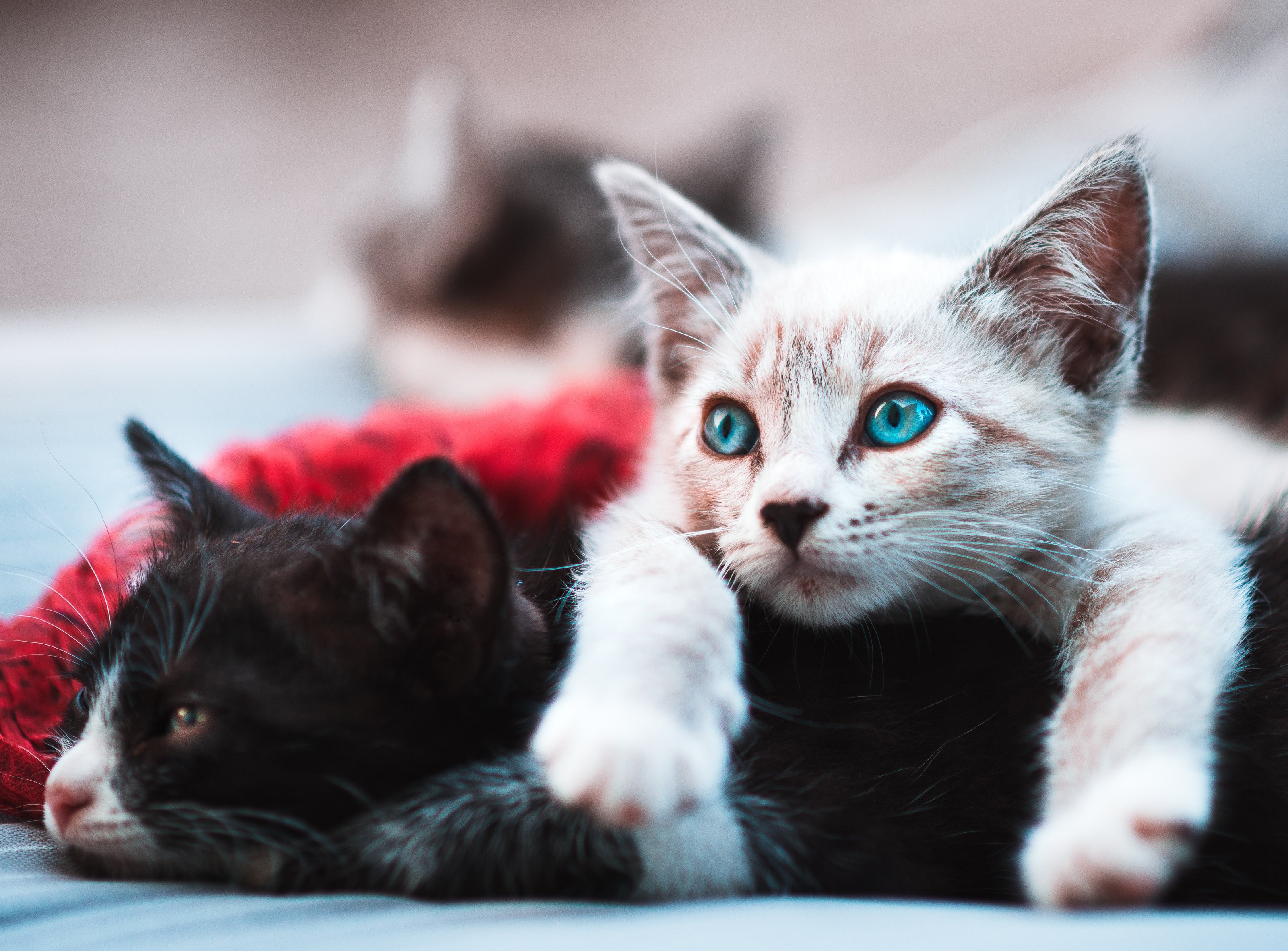 Two cats lying on the floor | | Source: Unsplash.com