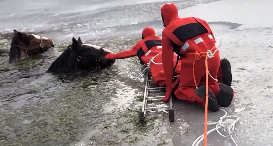 Rescuers begin to tie ropes around two horses — Wilhelm and Gunther — stuck in icy lake after breaking out of  farm | Photo: YouTube /  KETKnbc