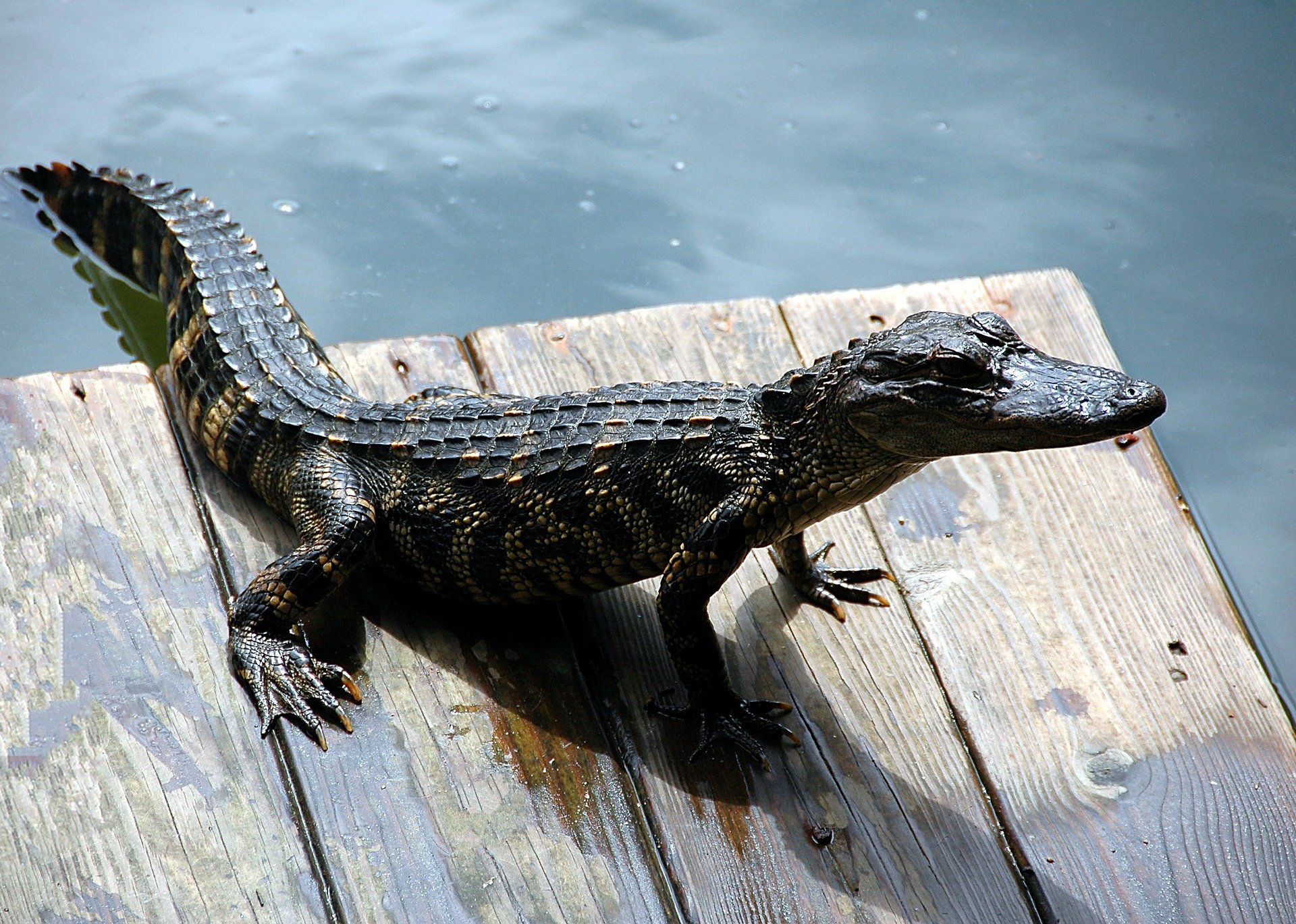 Alligator on a dock. | Source: Pixabay