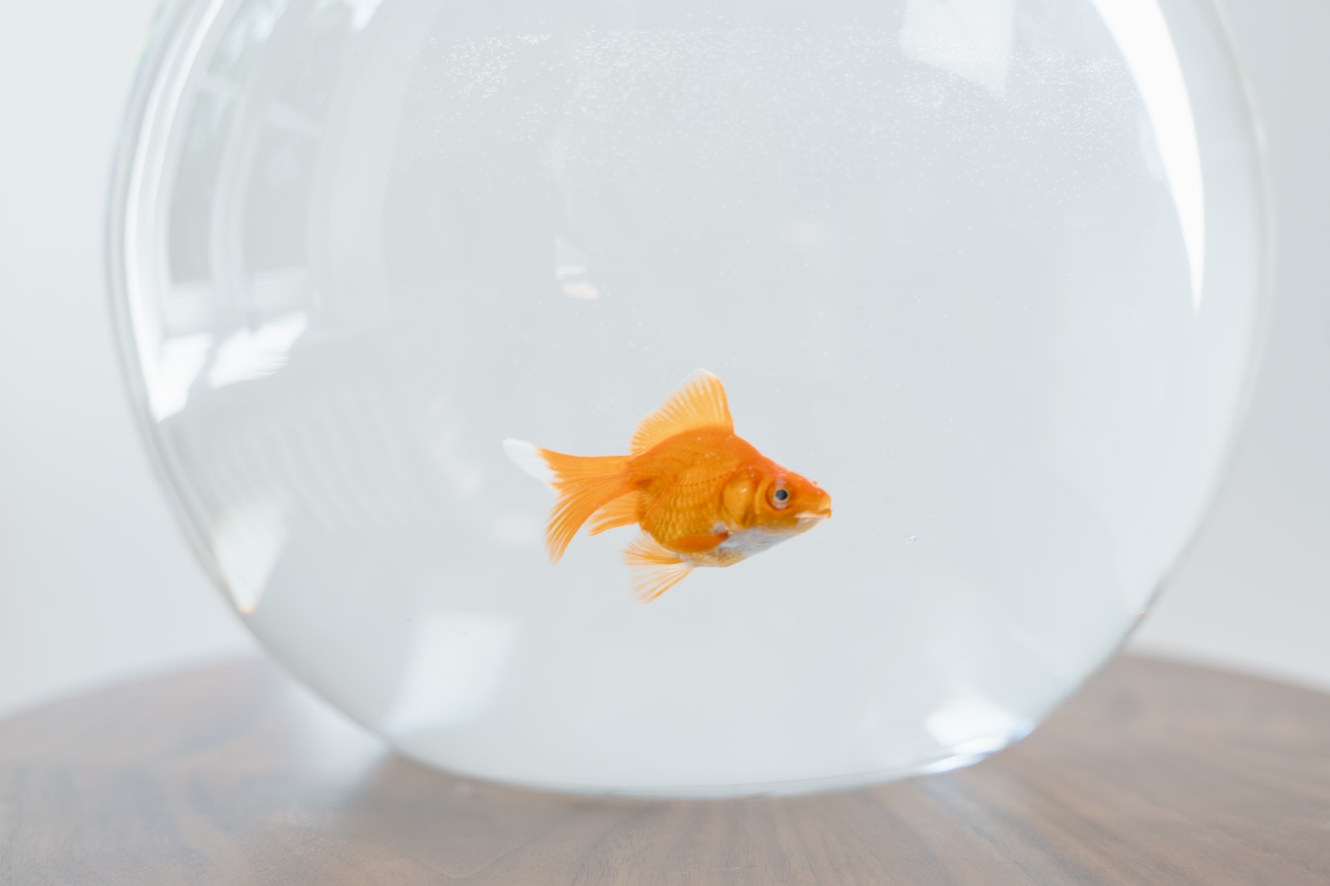 A fish in a fishbowl | Source: Pexels