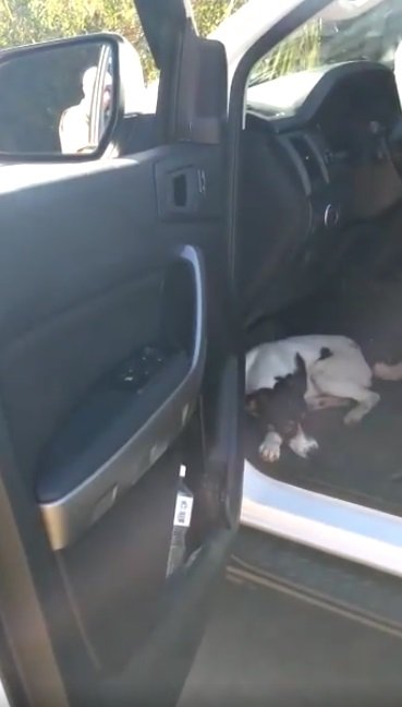 Hund im Polizeiauto | Quelle: Facebook/Polícia Militar Rodoviária de Santa Catarina
