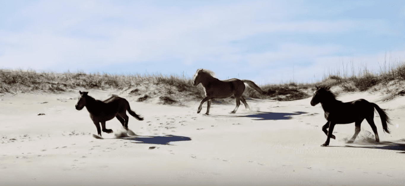 The wild horses of Corolla. | Source: YouTube/13NewsNow