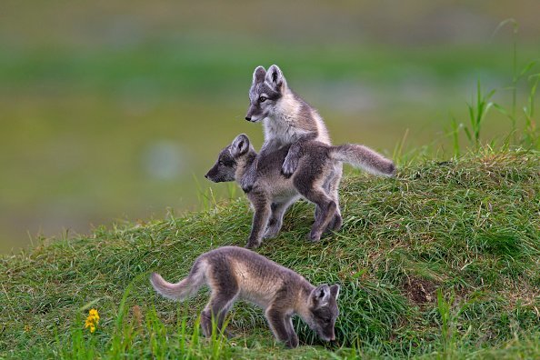 Three Arctic fox cubs at den on the tundra in summer. | Photo: Getty Images