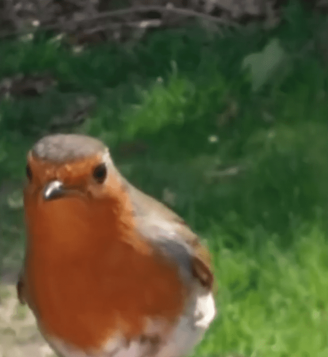 The robin. | Source: facebook.com/BBC South