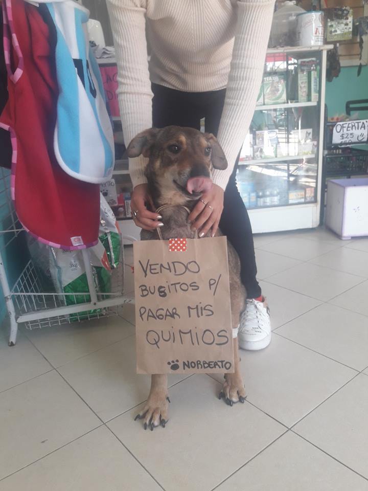 Norberto "vendiendo" los abrigos para pagar su tratamiento. Fuente: Facebook / Lola Polola pensión canina y veterinaria