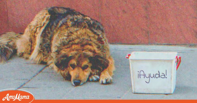 Perro de la calle con un cartel solicitando ayuda. | Foto: Shutterstock