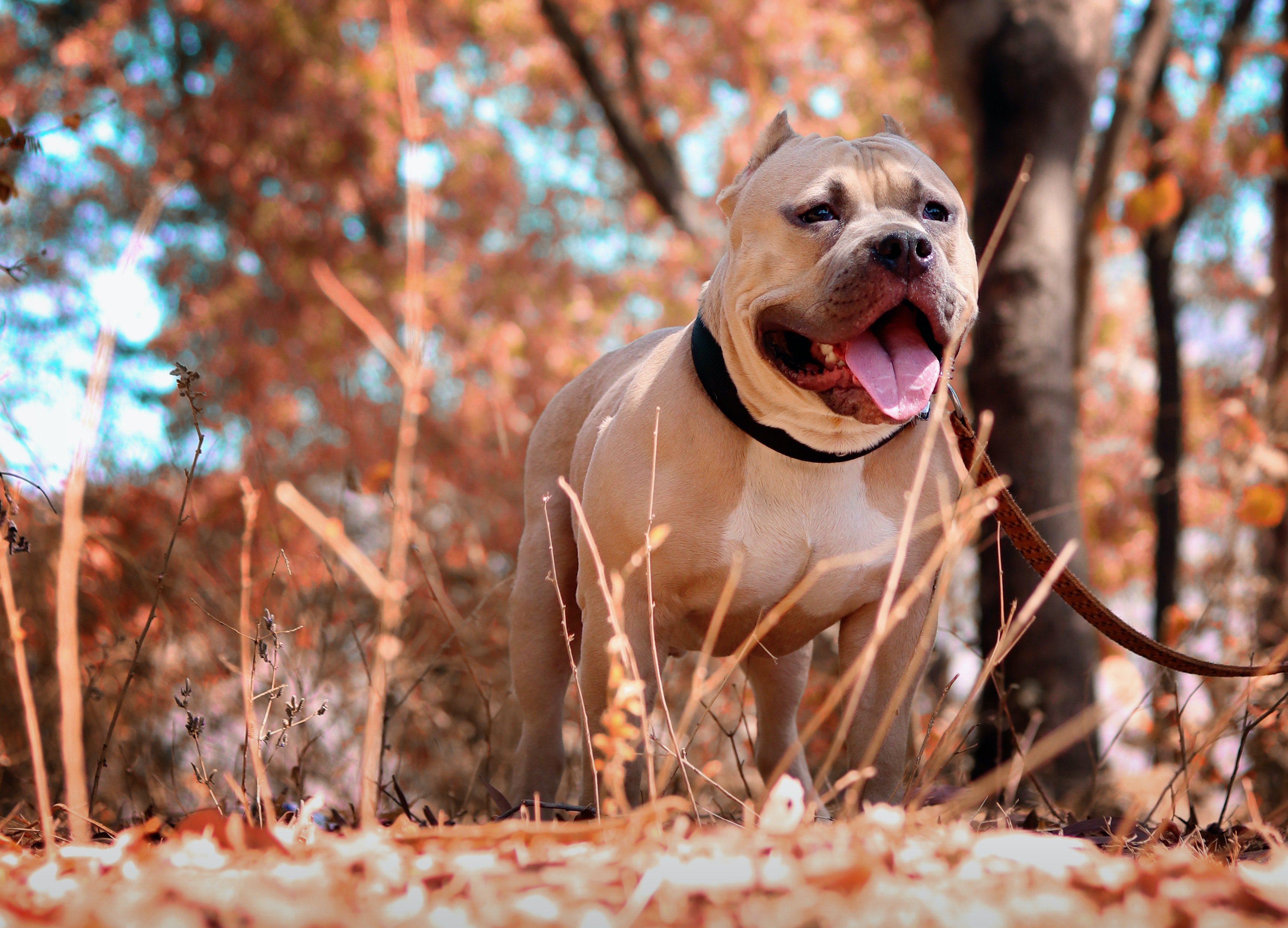 Pictured - An image of a brown pit bull dog in the woods | Source: Pexels 