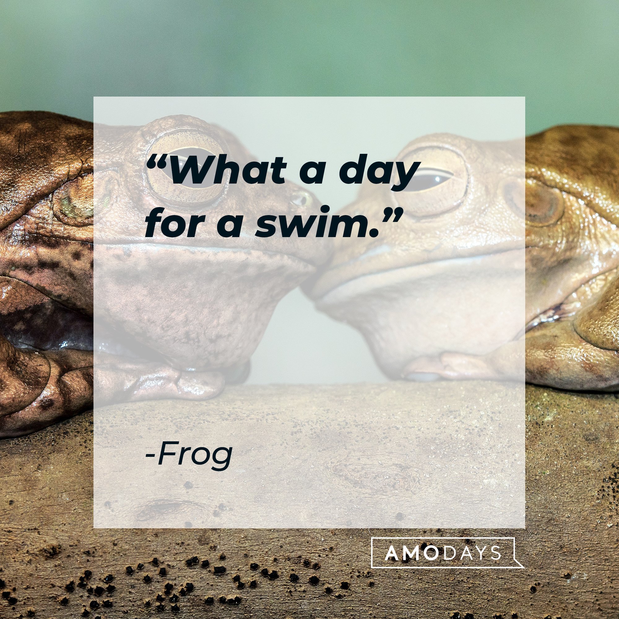 Frog's quote: "What a day for a swim." | Image: AmoDays
