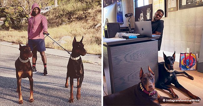 Kevin Hart Shows off His Strong Dobermans Roxy and Roscoe