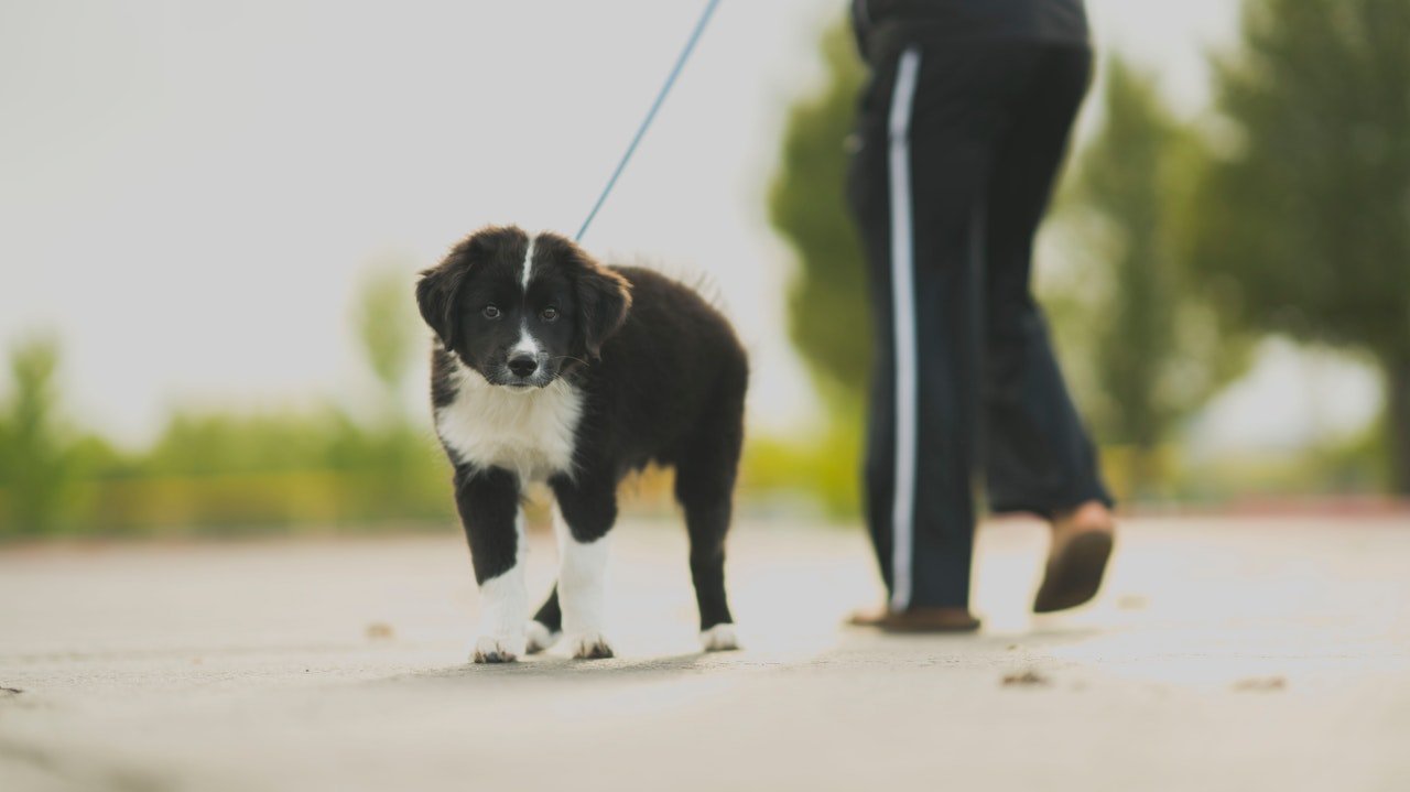 Photo of a woman having a walk with her dog | Photo: Pexels
