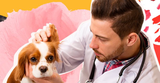 The veterinarian has some unexpected work pros to share with the doctor. | Photo: Shutterstock