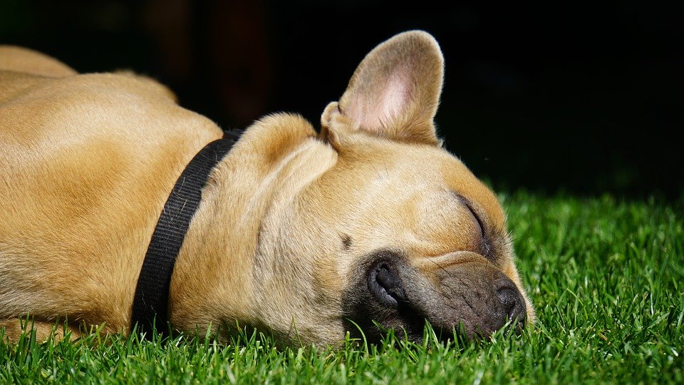 Bulldog Francés dormido sobre el césped | Foto: Pixbay