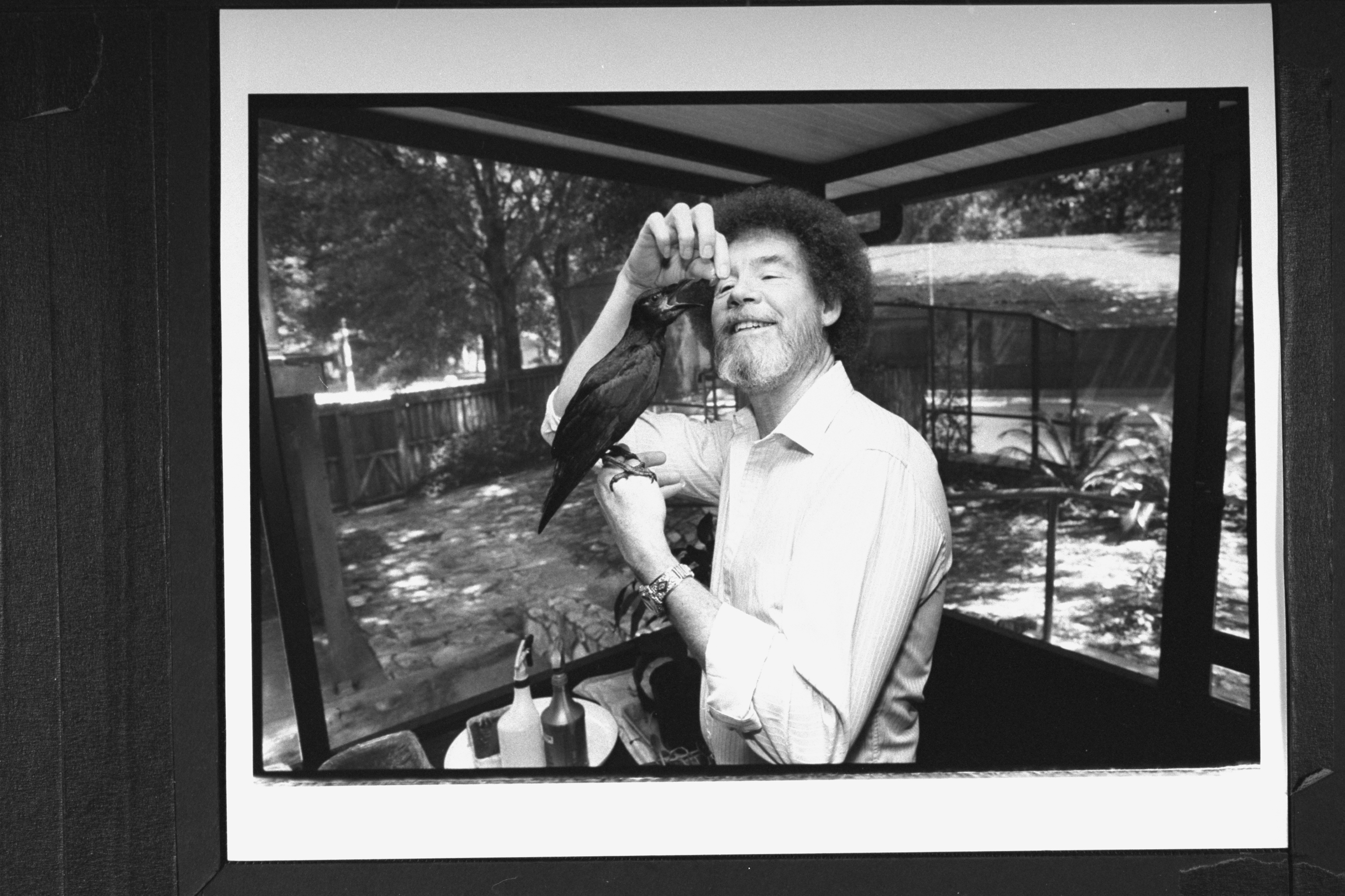 Photo of Bob Ross feeding his pet crow at home on July 16, 1991 | Source: Getty Images