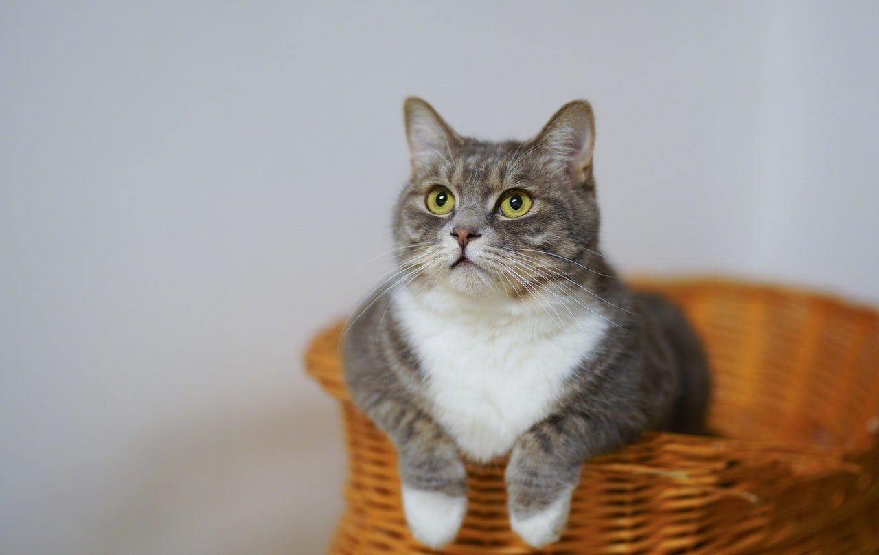 Photo of a cat in a basket | Photo: Pexels