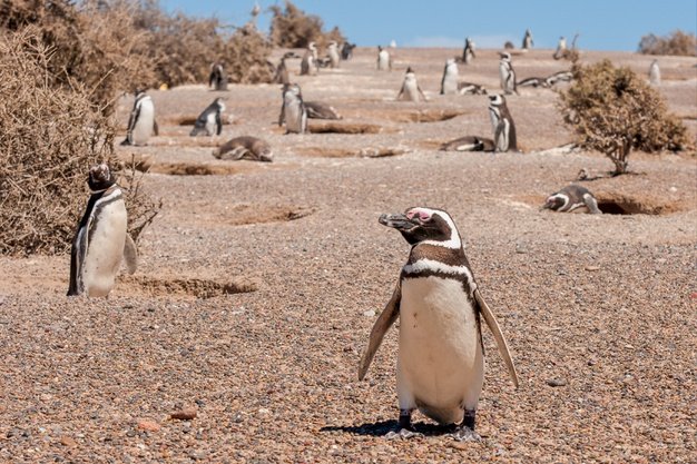 Comunidad de pingüinos. │Foto: Freepik