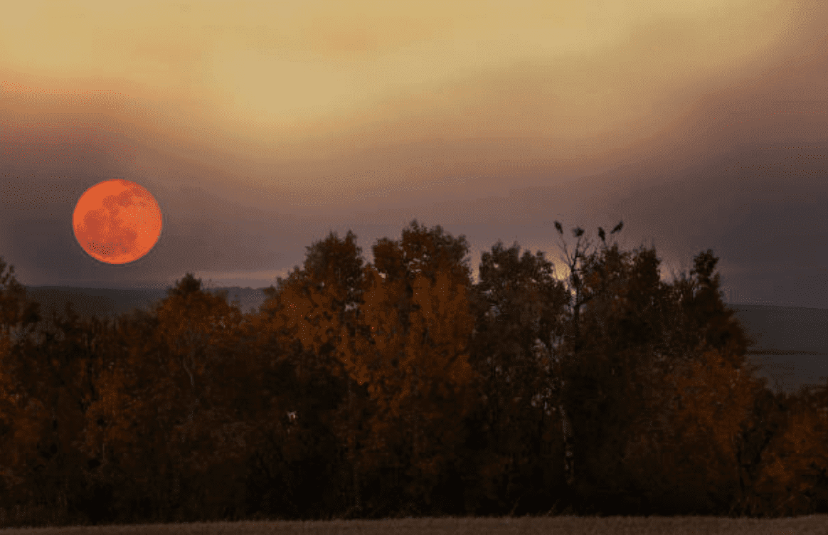 Harvest Moon in Autumn rising over trees in a forest | Source: Getty Images