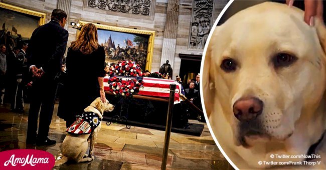 George H.W. Bush’s dog Sully captured on video mourning near his casket during memorial