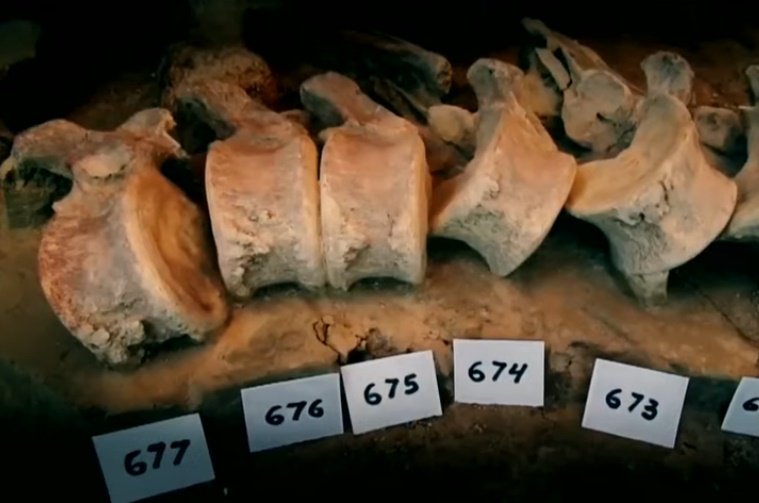Restos óseos de mamuts hallados en México. | Foto: YouTube/Imagen Noticias