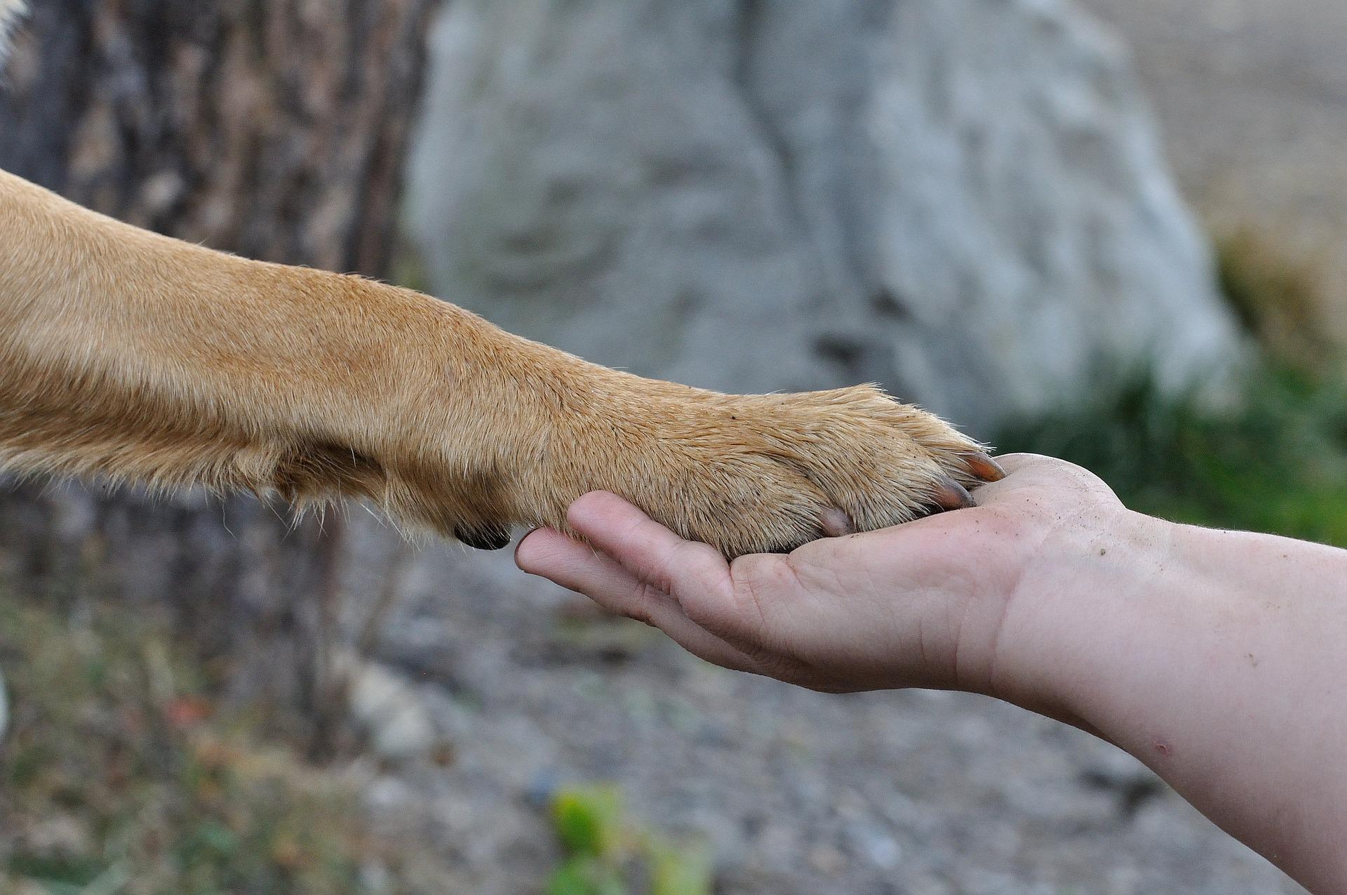 Perro dando la pata. | Foto: Pixabay