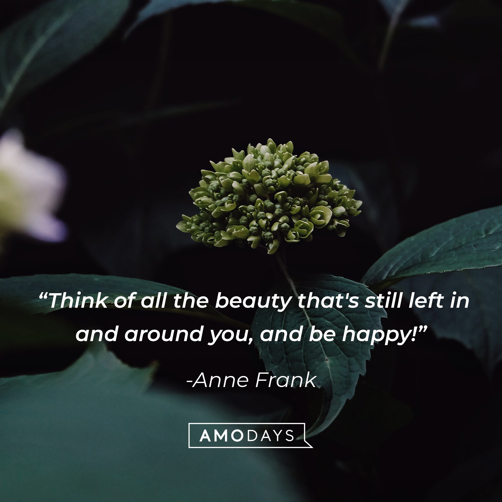 Anne Frank's quote: “Think of all the beauty that's still left in and around you, and be happy!” | Image: AmoDays