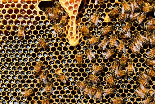 A photo of bees. | Photo: Pexels