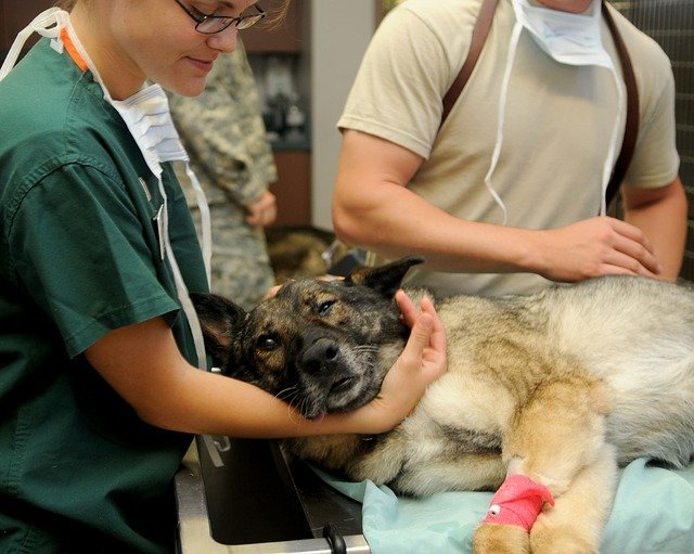 Perro es atendido por veterinario por una fractura. Fuente: Pixabay