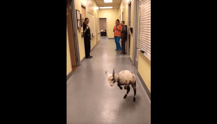 Je veux danser avec quelqu'un, un corps de baa baa baa baa baa qui m'aime. | Photo : Facebook/Longview Animal Care and Adoption Center Je veux danser avec quelqu'un, un corps de baa baa baa baa baa qui m'aime. | Photo : Facebook/Longview Animal Care and Adoption Center