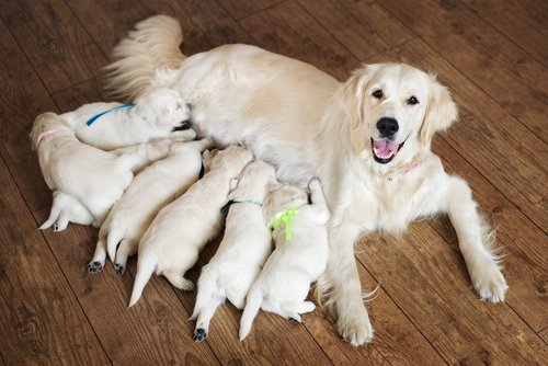 Une chienne et ses petits | Photo : Shutterstock