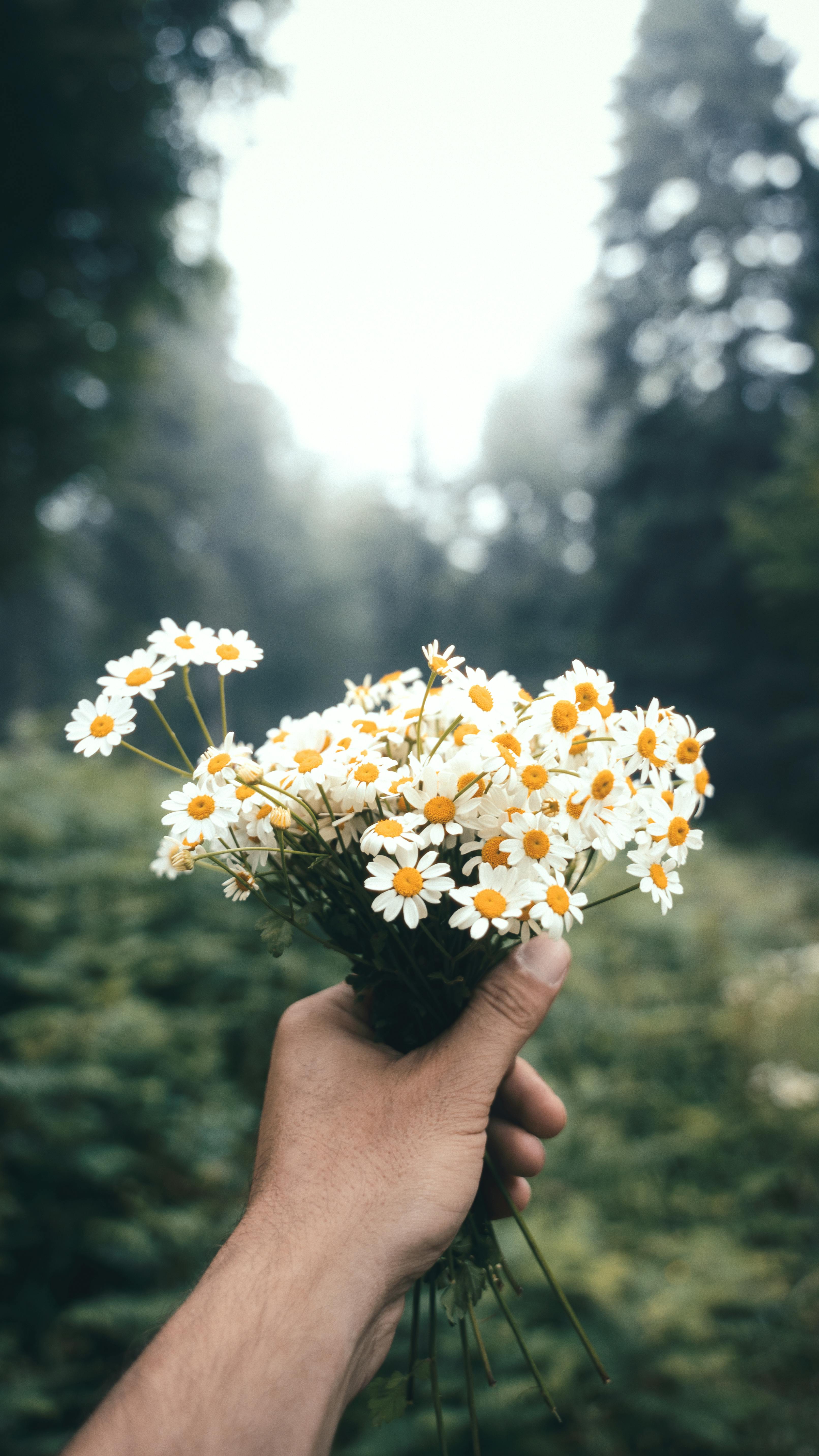 A man's hand holding daisies | Source: Pexels
