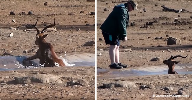 Tourist saves impala after it got stuck in the mud at Kruger National Park