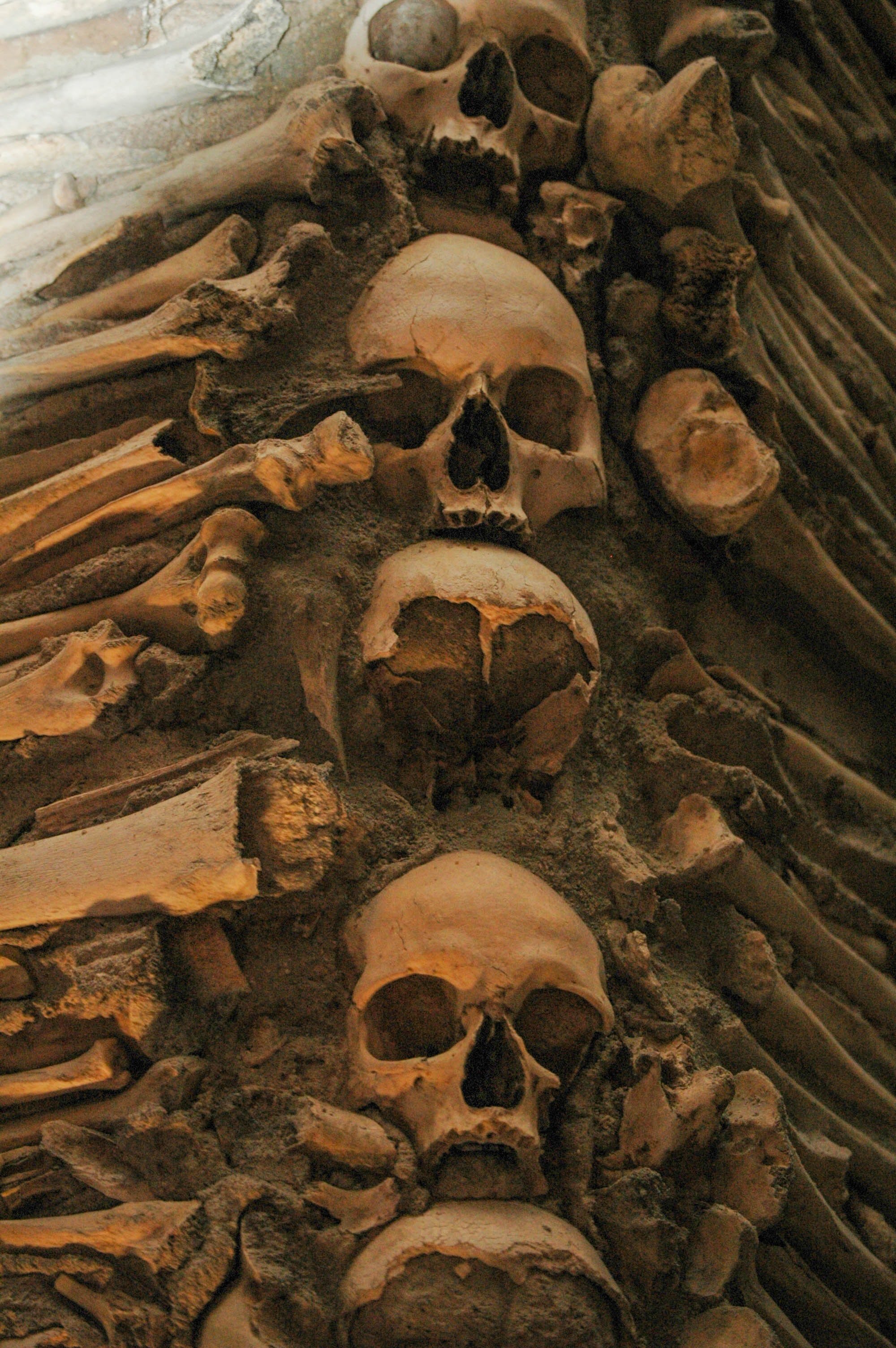 Pictured - A photo of human bones and skulls | Source: Pexels 