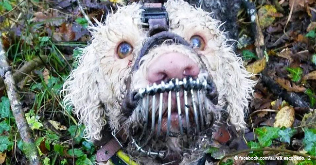 Un chien truffier maltraité provoque l'indignation en ligne