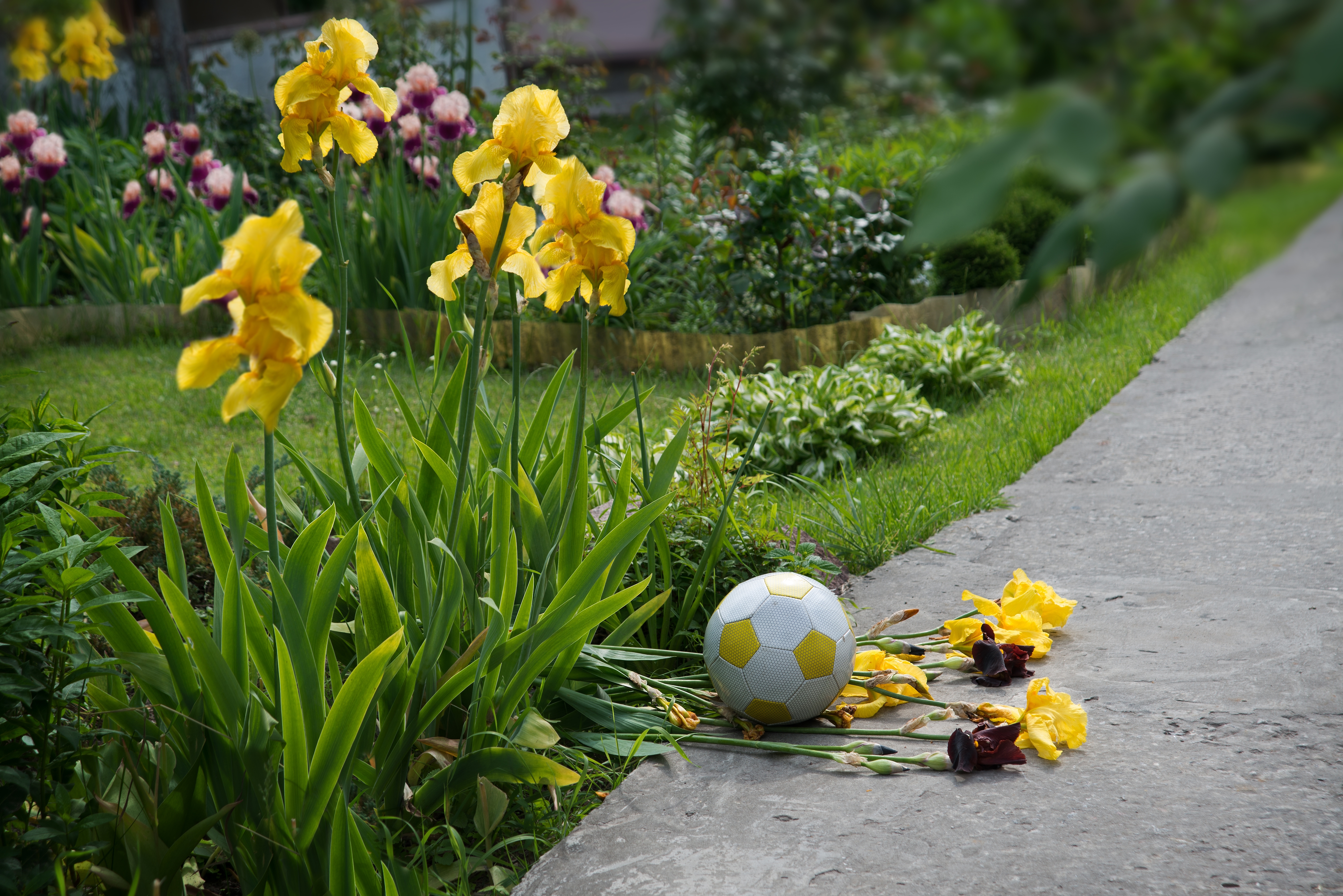 A garden ruined by a soccer ball | Source: Shutterstock
