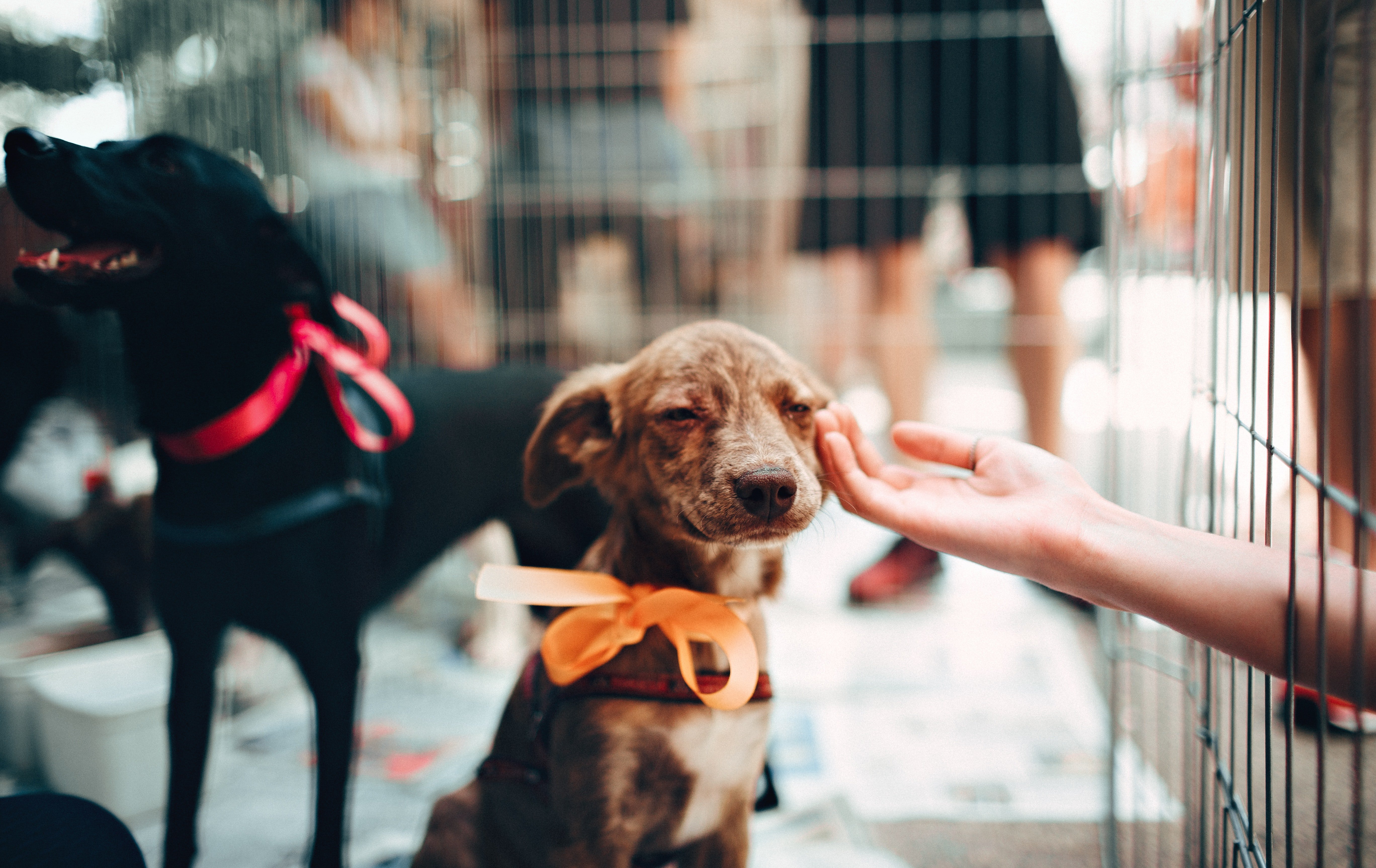 Puppies in a pet store. | Source: Pexels