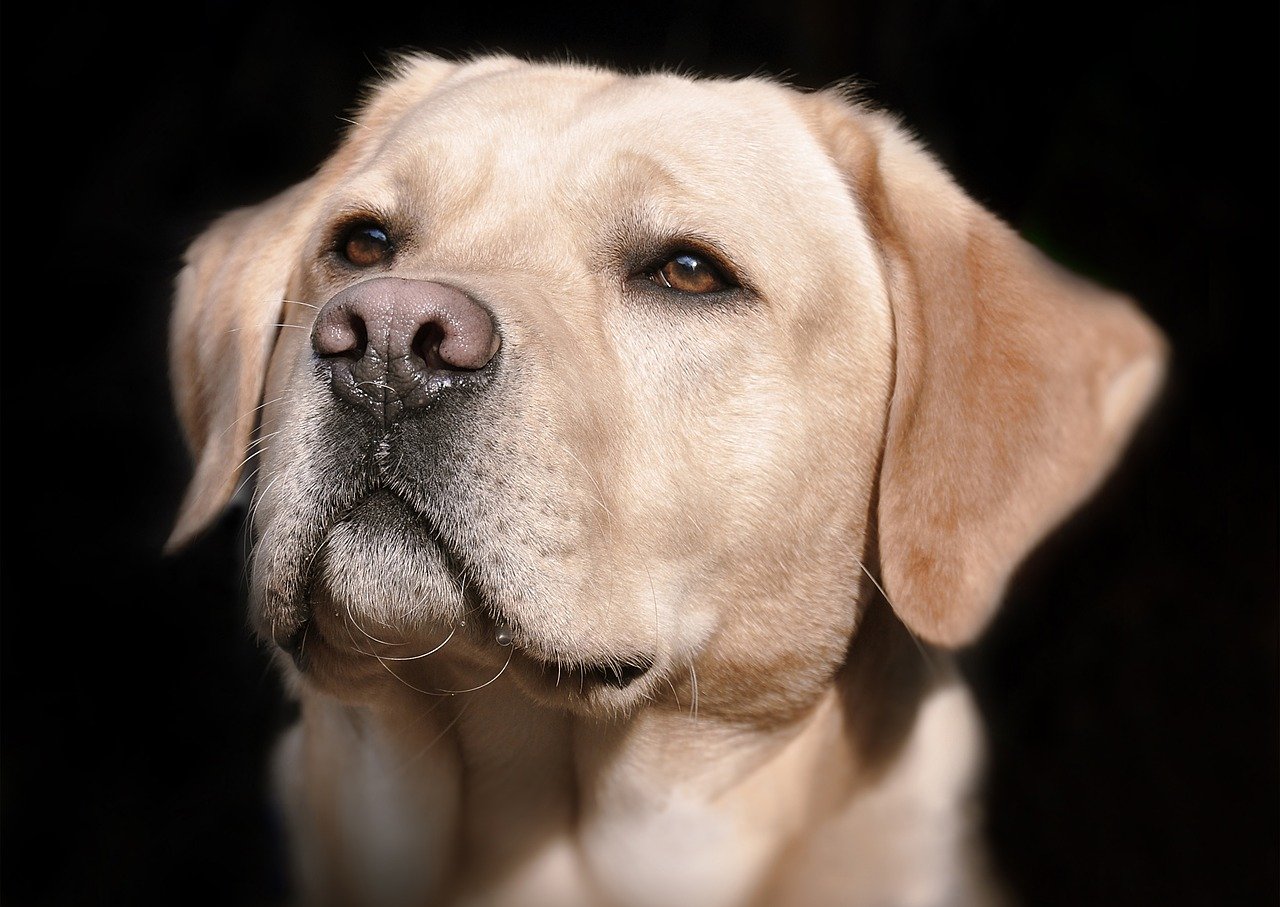 Eine Nahaufnahme eines Labradors mit aufgerichtetem Kopf | Quelle: Pixabay/Doris Metternich
