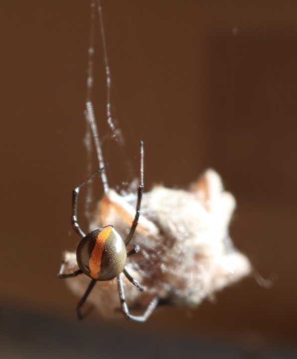 Araña de espalda roja. | Foto: Pixabay
