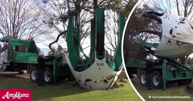 The giant tree spade removes trees without cutting them down