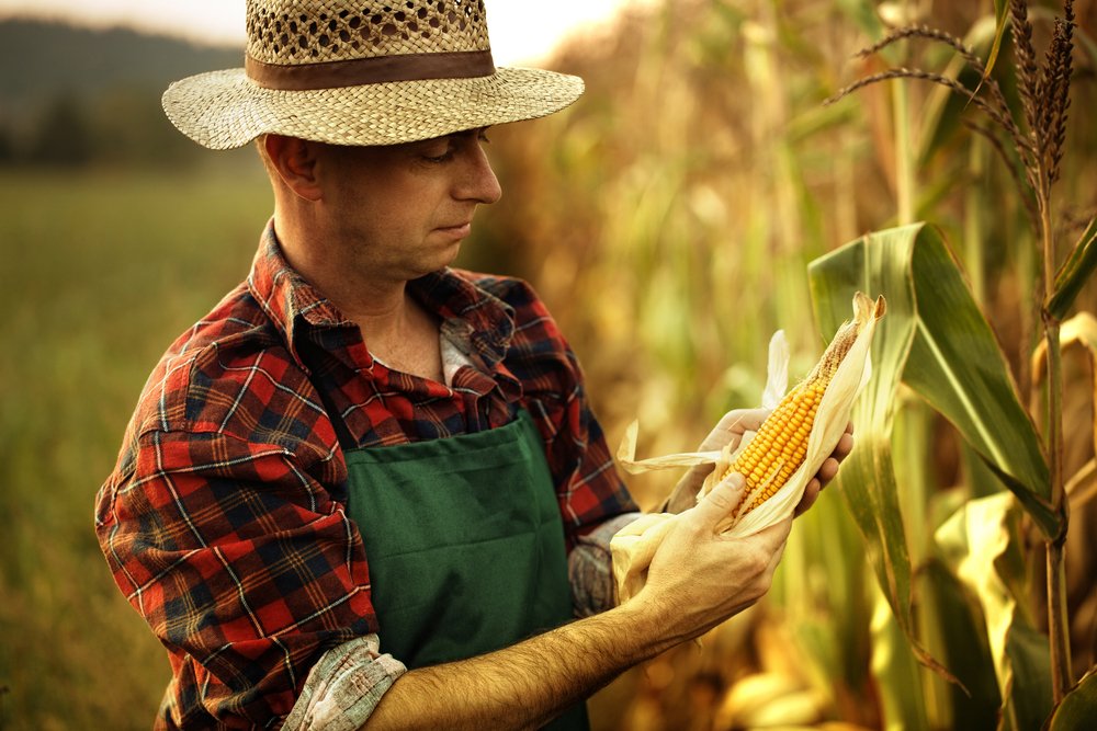 A photo of a corn farmer inspecting the produce | Photo: Shutterstock
