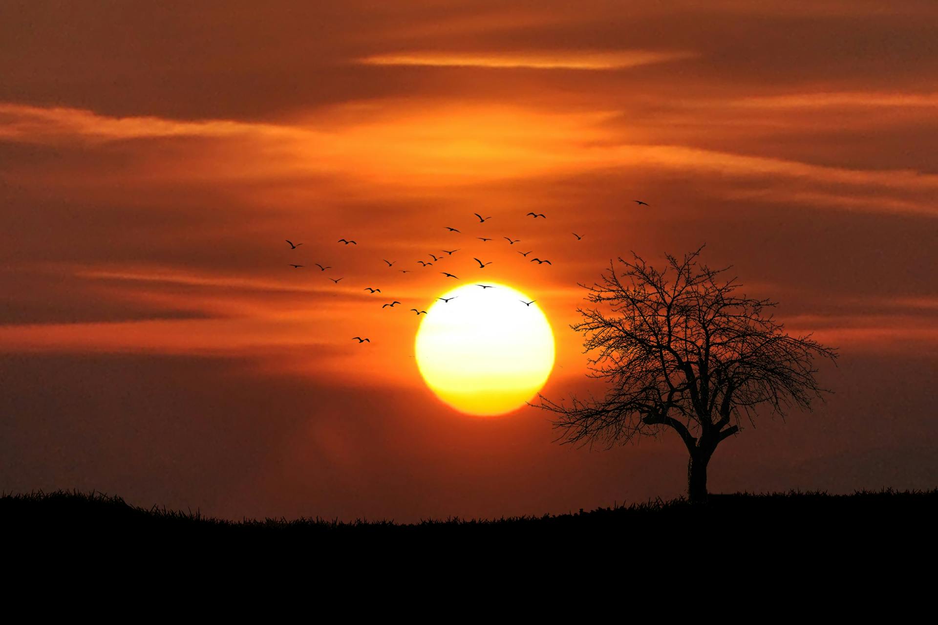 A flock of birds flying over a bare tree overlooking sunset | Source: Pexels