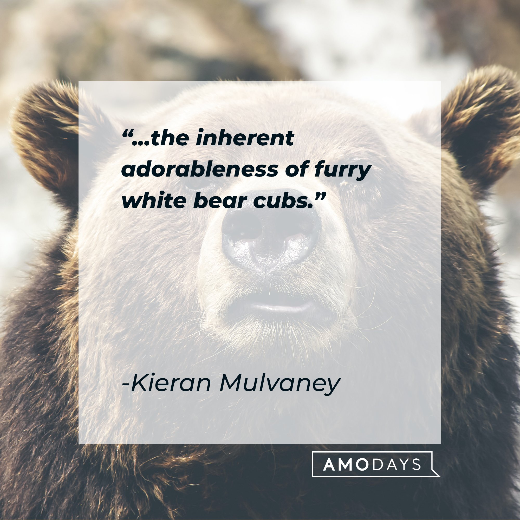 Kieran Mulvaney’s quote: "...the inherent adorableness of furry white bear cubs." | Image: AmoDays