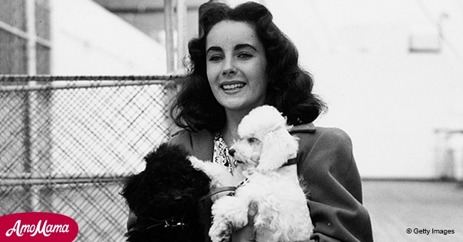 Elizabeth Taylor La Historia De Los 7 Esposos De La Gran Actriz