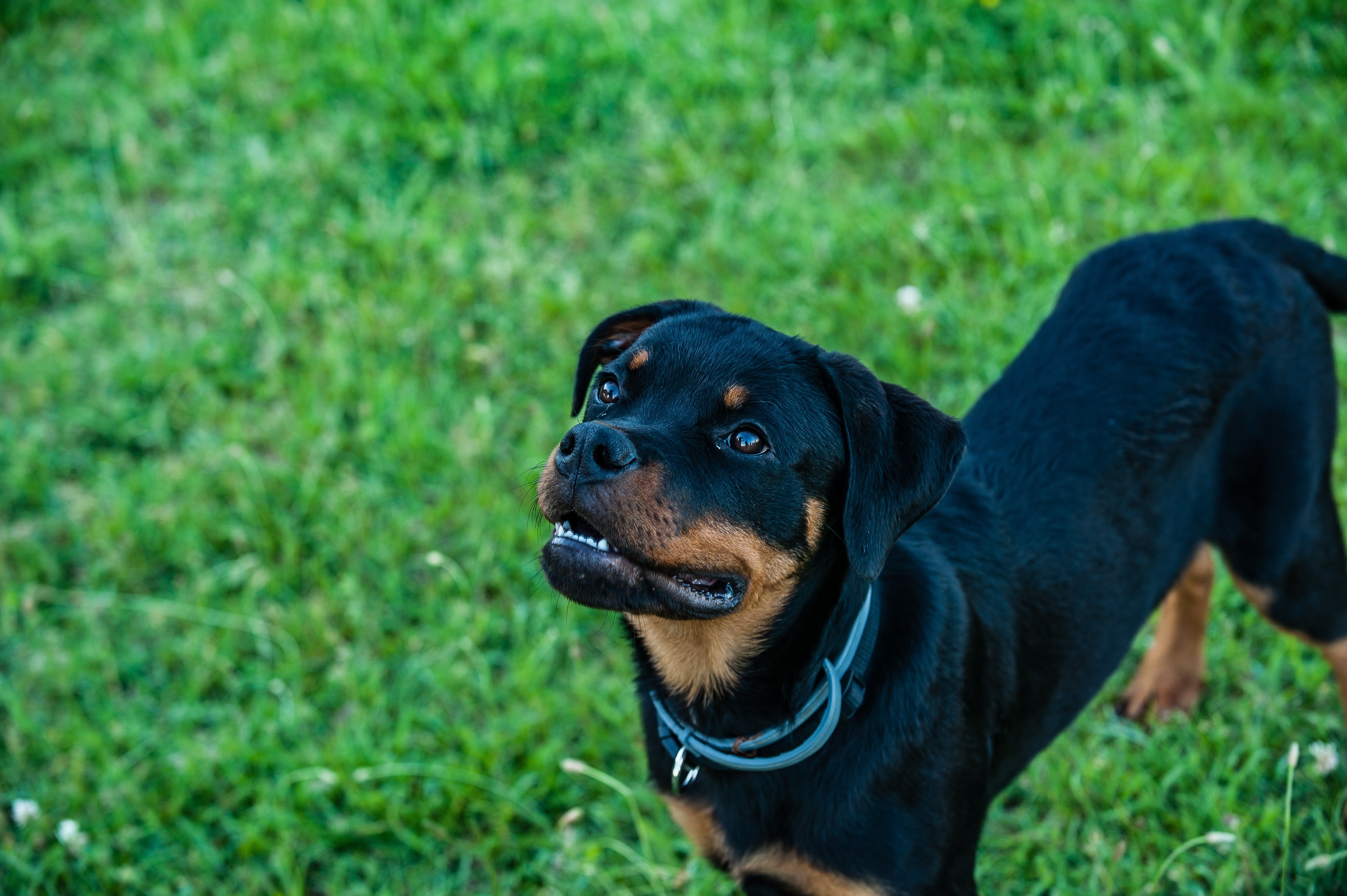Pictured - An image of an attentive Rottweiler on green grass meadow | Source: Pexels 