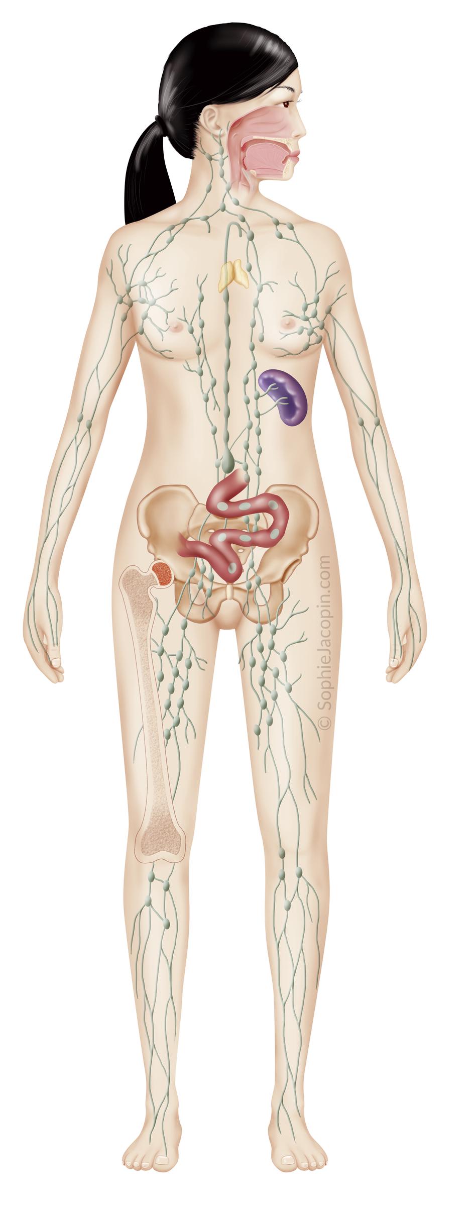Medical illustration depicting the lymphatic system in a female silhouette | Source: Getty Images