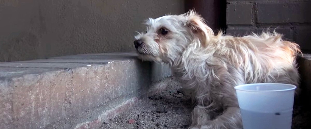 youtube.com/Hopeforpaws