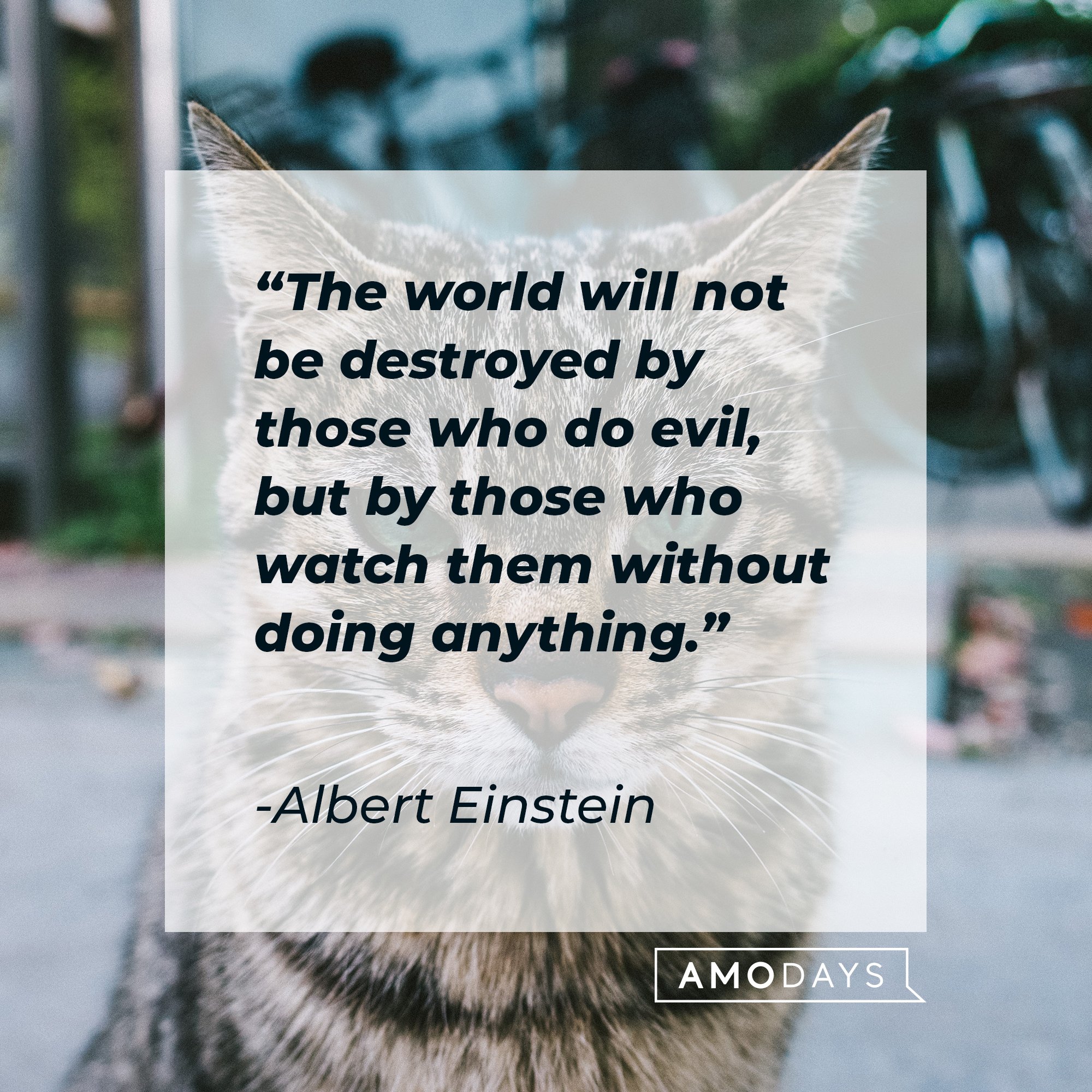 Albert Einstein's quote: "The world will not be destroyed by those who do evil, but by those who watch them without doing anything." | Image: AmoDays