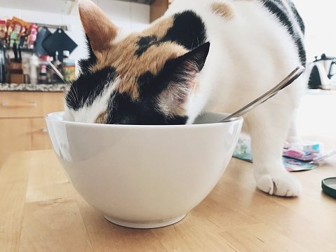 Close-Up photo of a cat eating food from a bowl on table at home | Photo: Getty Images